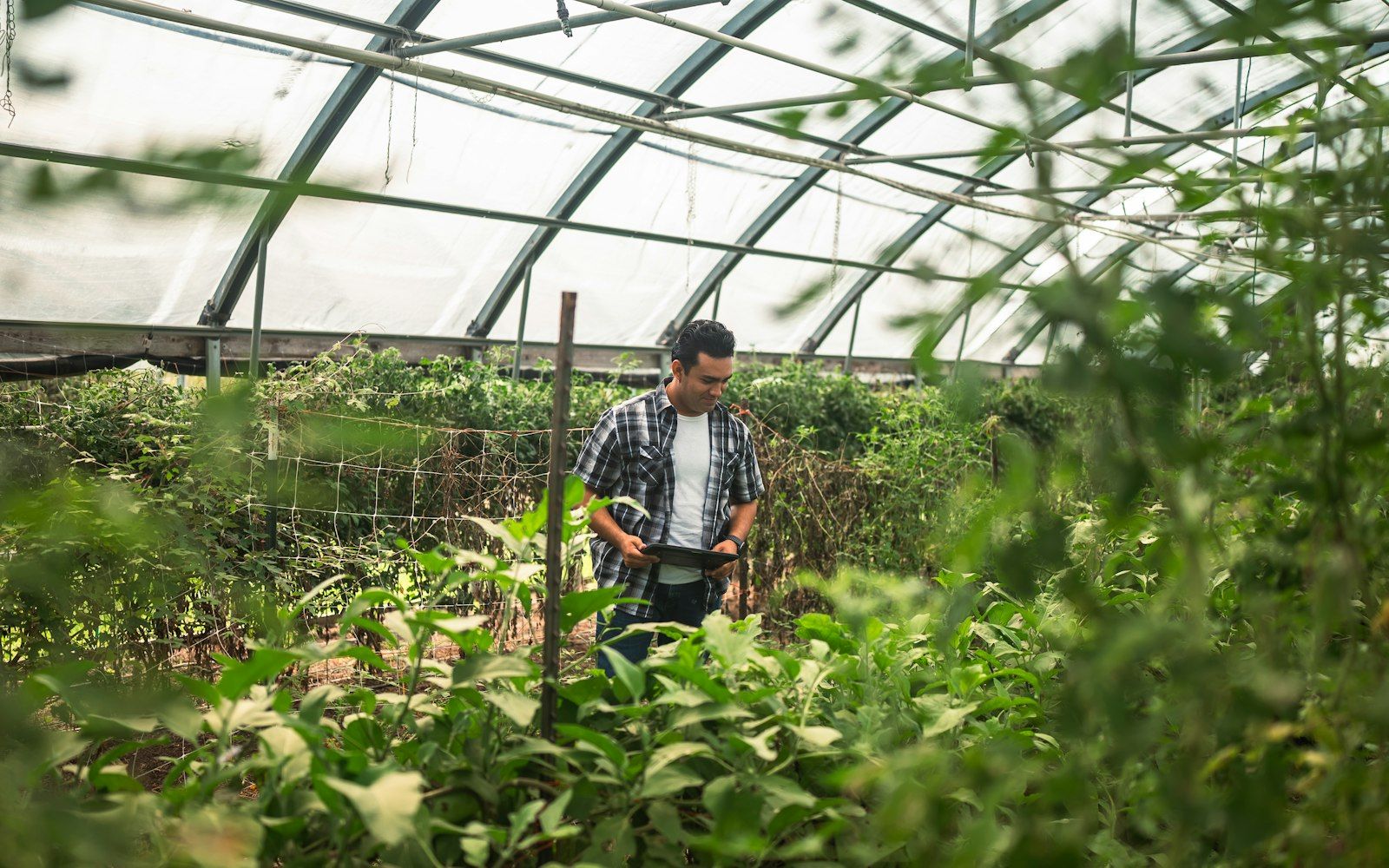 Persona revisando un cultivo dentro de un invernadero mientras registra en una tableta, entre plantas verdes.