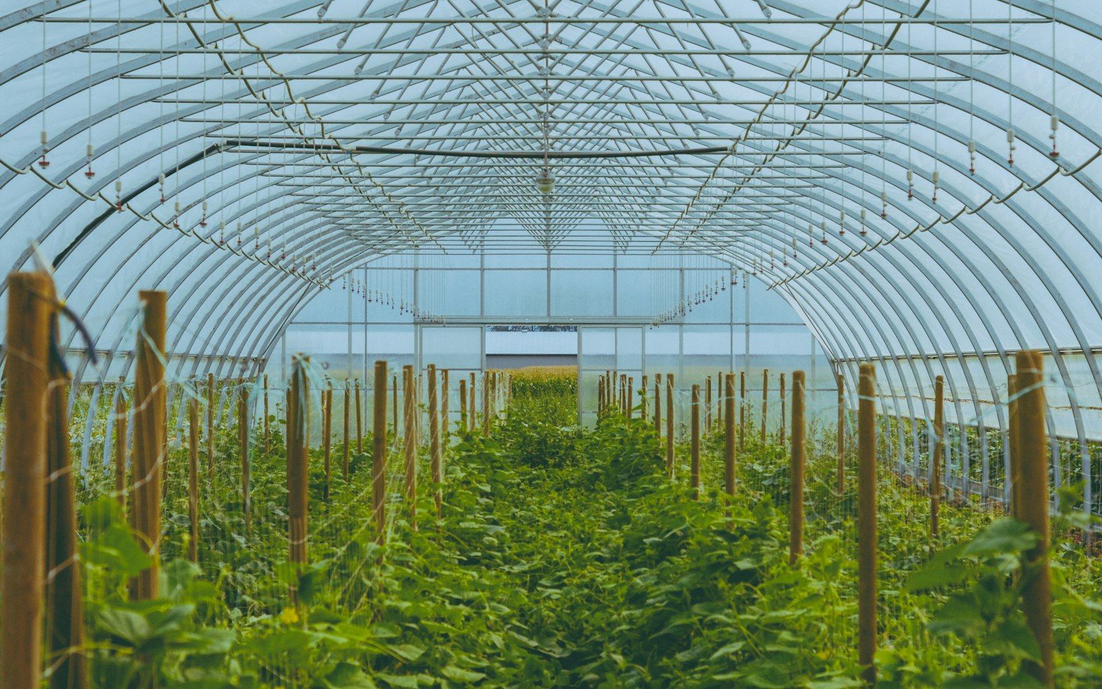 Interior de un invernadero de estructura repetida, con hileras de cultivo verde creciendo bajo el mismo armazón.